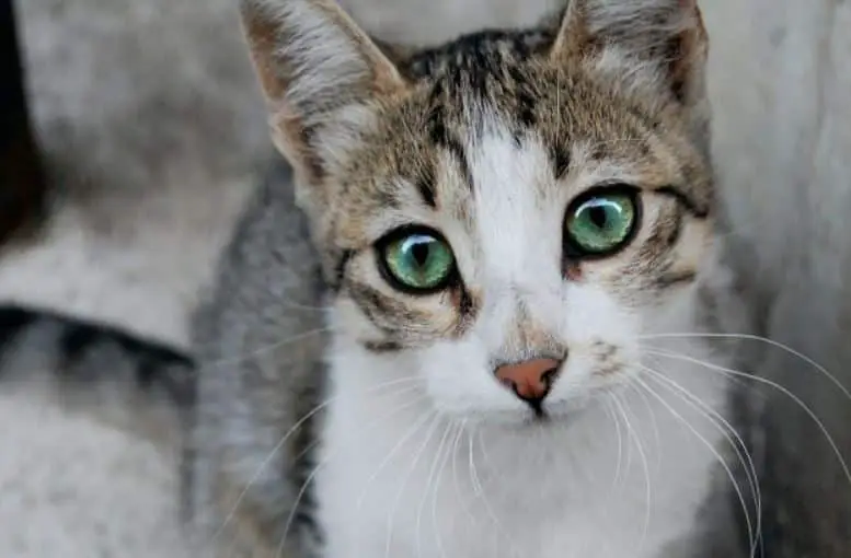 Memilih Makanan Kucing untuk Pup yang Padat dan Sehat