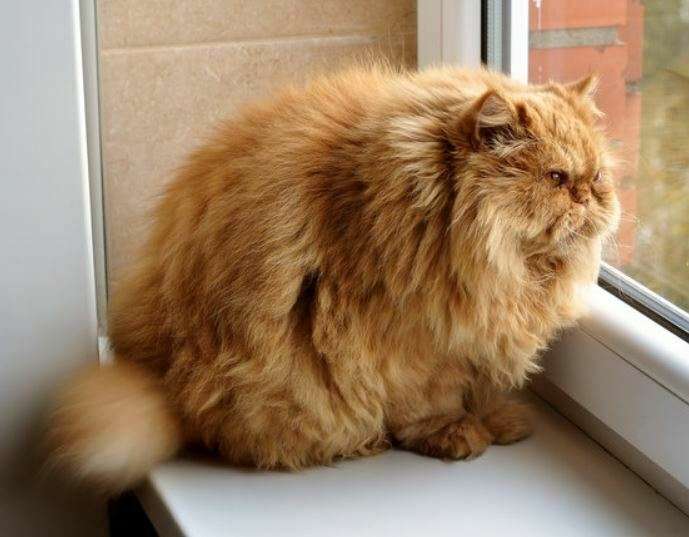 Makanan Kucing Anggora Biar Gemuk Alami dan Merata: Panduan Lengkap