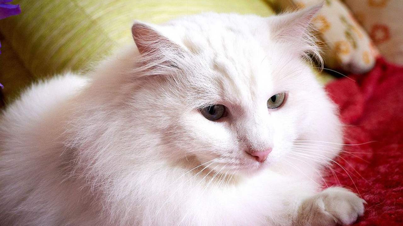 Panduan Lengkap: Makanan Kucing Anggora 1 Bulan Terbaik