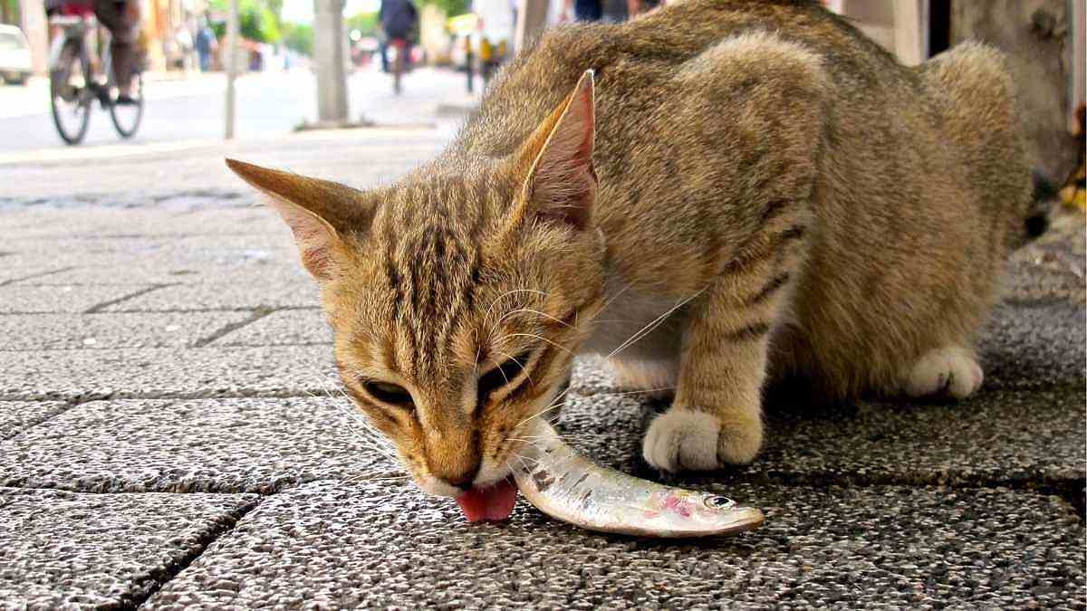 Cara Alami Menggemukkan Anak Kucing Kampung