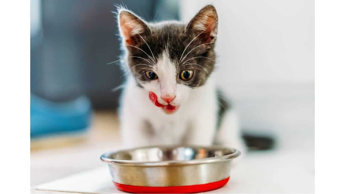 Makanan Kucing Masih Kecil: Panduan Lengkap untuk Pertumbuhan Optimal