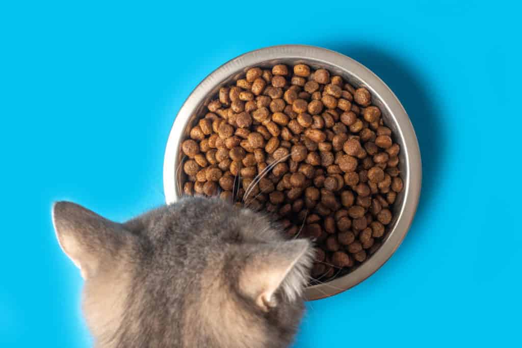 Makanan Kucing: Mahal vs Murah, Mana yang Terbaik untuk Anabul Kesayangan?