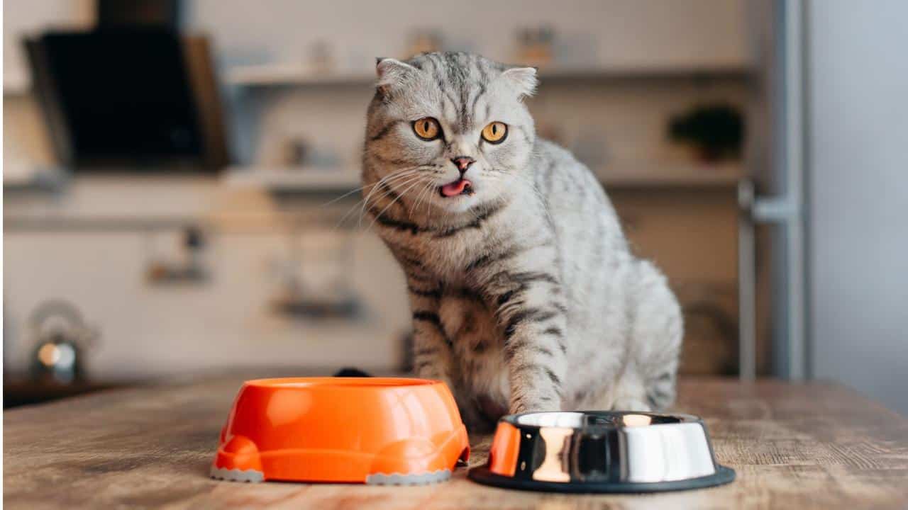 Memahami Proses Pembuatan Makanan Kucing Kering Alami dan Merata