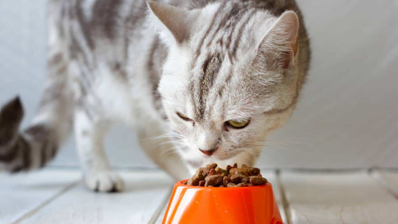 Mengulik Makanan Kucing Termahal: Nutrisi Premium untuk Sahabat Bulu