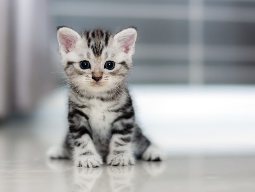 Panduan Lengkap Makanan Alami untuk Anak Kucing