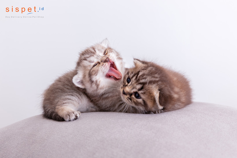 Panduan Lengkap Pemberian Makanan Anak Kucing Umur 1 Bulan Secara Alami
