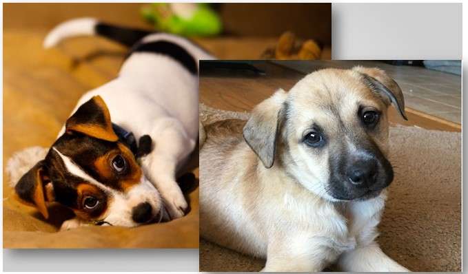 Makanan Anak Anjing: Kunci Pertumbuhan Alami dan Merata