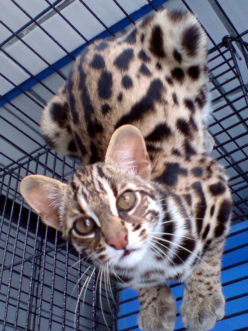 Makanan Alami Kucing Hutan: Memahami Kebutuhan Nutrisi Predator Alam