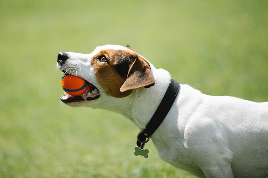 Melatih Anjing Beagle: Panduan Komprehensif