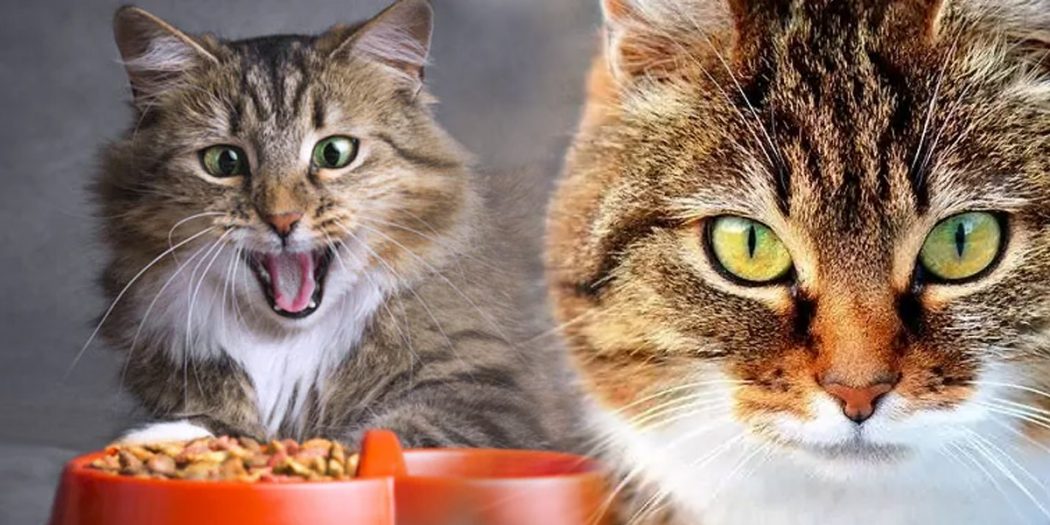 Memilih Makanan Kucing untuk Kucing Gemuk dan Berbulu Lebat Alami