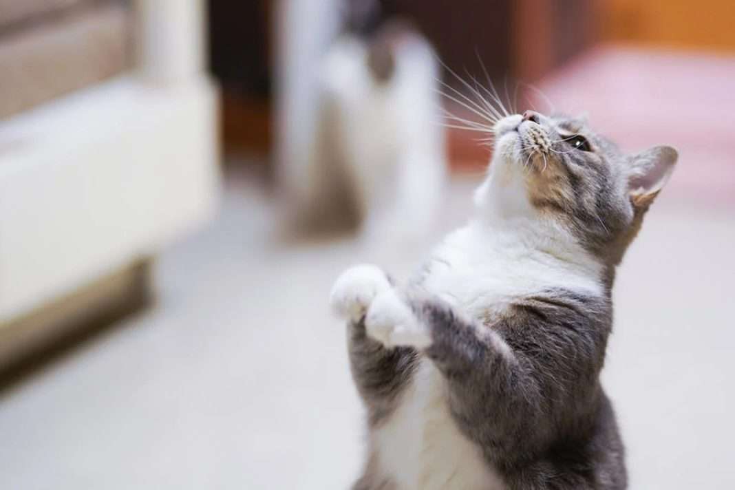 Makanan Kucing Bikin Gemuk Alami dan Merata: Panduan Lengkap