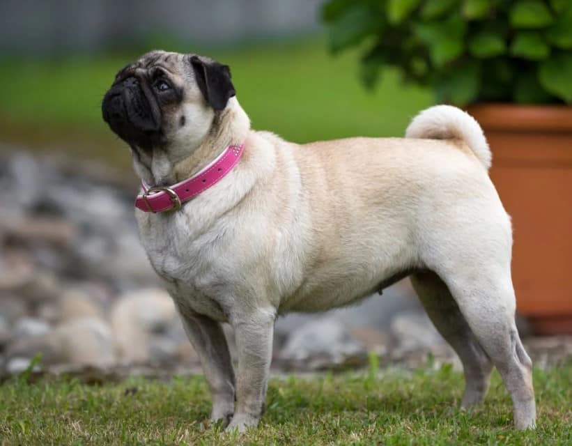 Memilih Makanan Terbaik untuk Anjing Pug: Panduan Lengkap