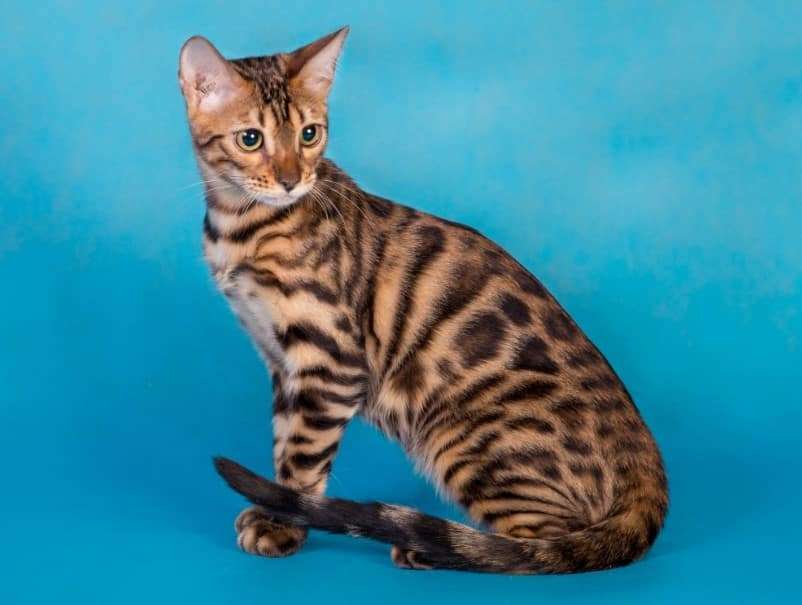 Panduan Memilih Makanan Kucing Bengal Terbaik Secara Alami