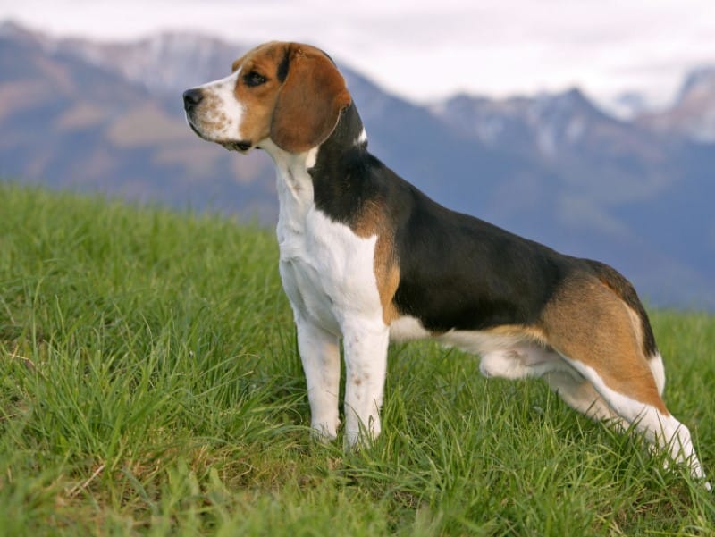 Panduan Lengkap Perawatan Anjing Beagle Secara Alami