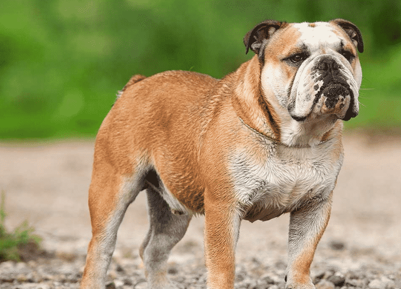 Perawatan Alami French Bulldog: Panduan Lengkap