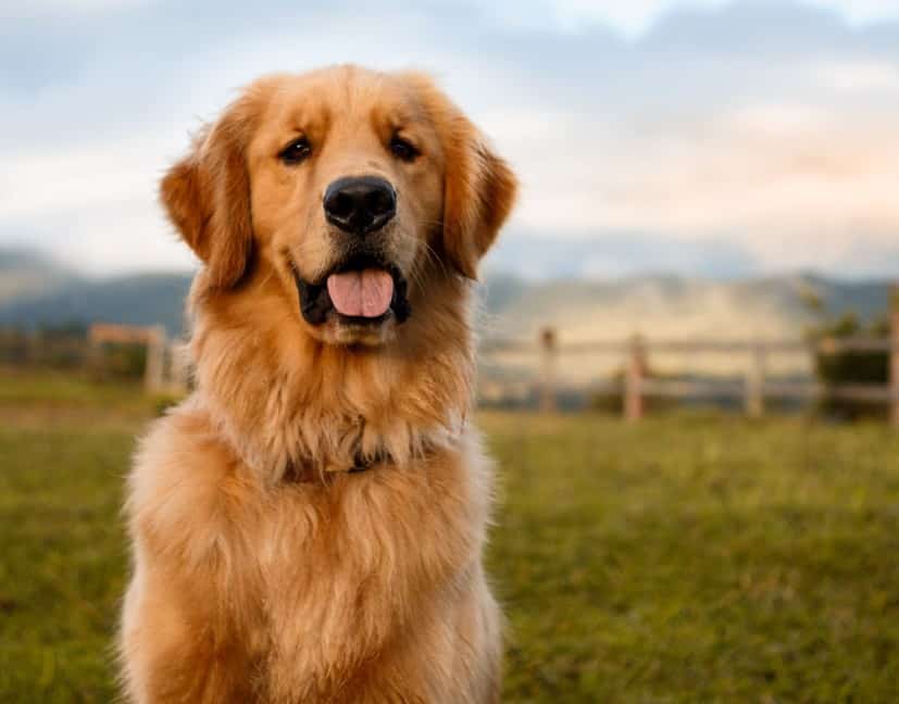 Memilih Makanan Anjing Golden Alami Terbaik untuk Kesehatan Optimal