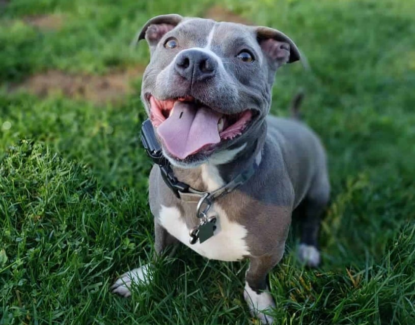 Panduan Pemberian Makanan Anjing Pitbull Umur 3 Bulan: Alami dan Optimal