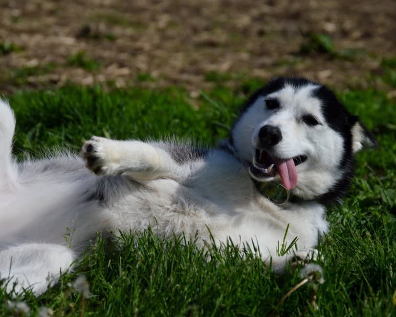 Perawatan Anjing Husky: Pendekatan Alami untuk Kesehatan Optimal
