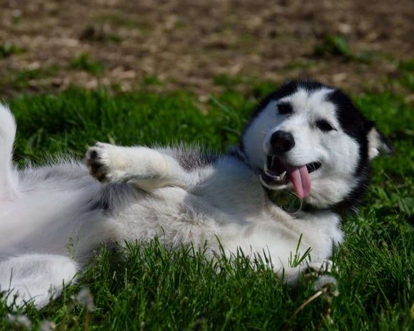 Panduan Lengkap: Memilih Makanan Anjing Husky 1 Tahun Alami