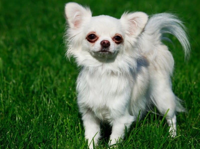 Panduan Lengkap Memilih Makanan Anjing Chihuahua Terbaik