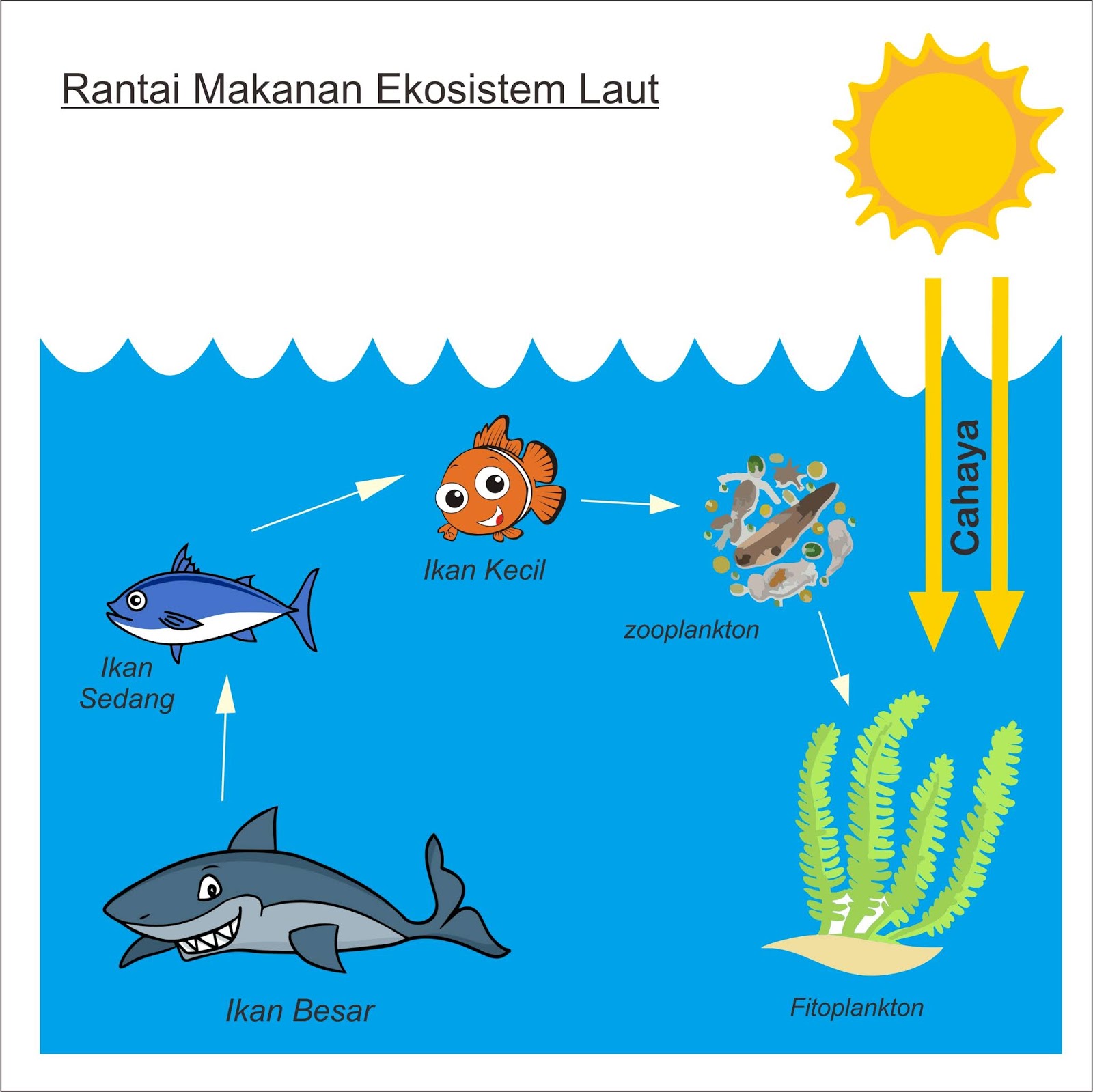 Rantai Makanan Anjing Laut: Peran Vital dalam Ekosistem Laut