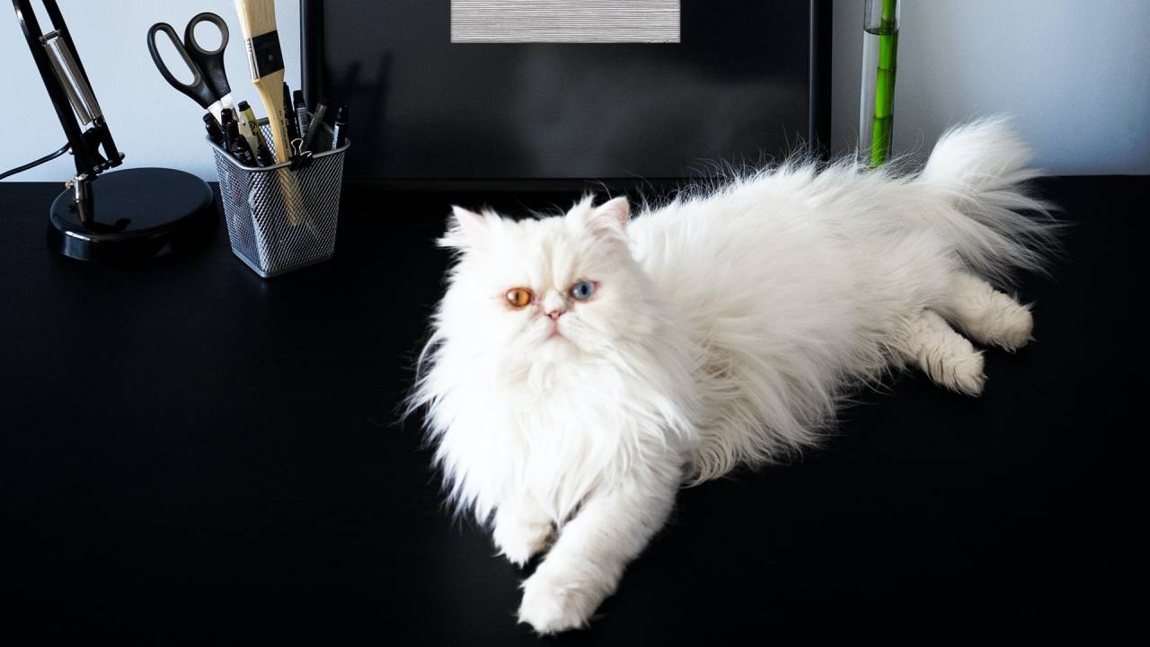 Rekomendasi Makanan Kucing Kitten Persia Alami untuk Pertumbuhan Optimal
