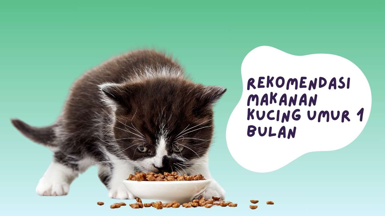 Panduan Pemberian Makanan Alami untuk Kucing Umur 1 Bulan