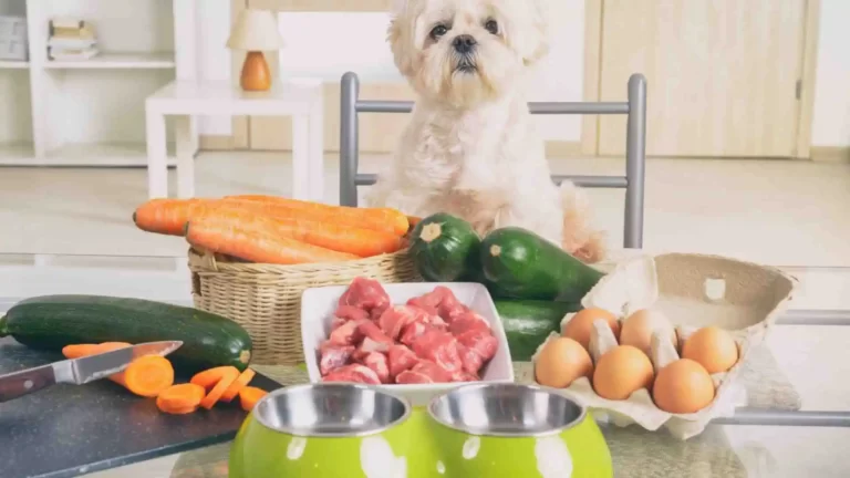 Makanan Alami Anjing: Pilihan Terbaik untuk Kesehatan Optimal