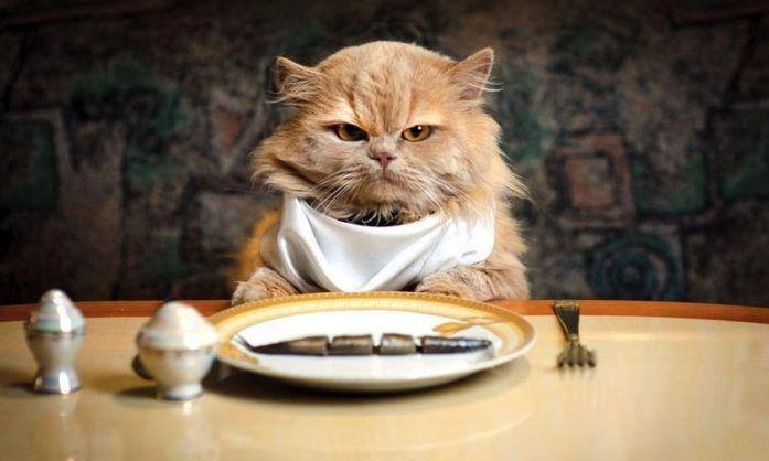 Makanan Kucing Menyusui Buatan Sendiri: Pilihan Alami untuk Induk dan Anak Kucing