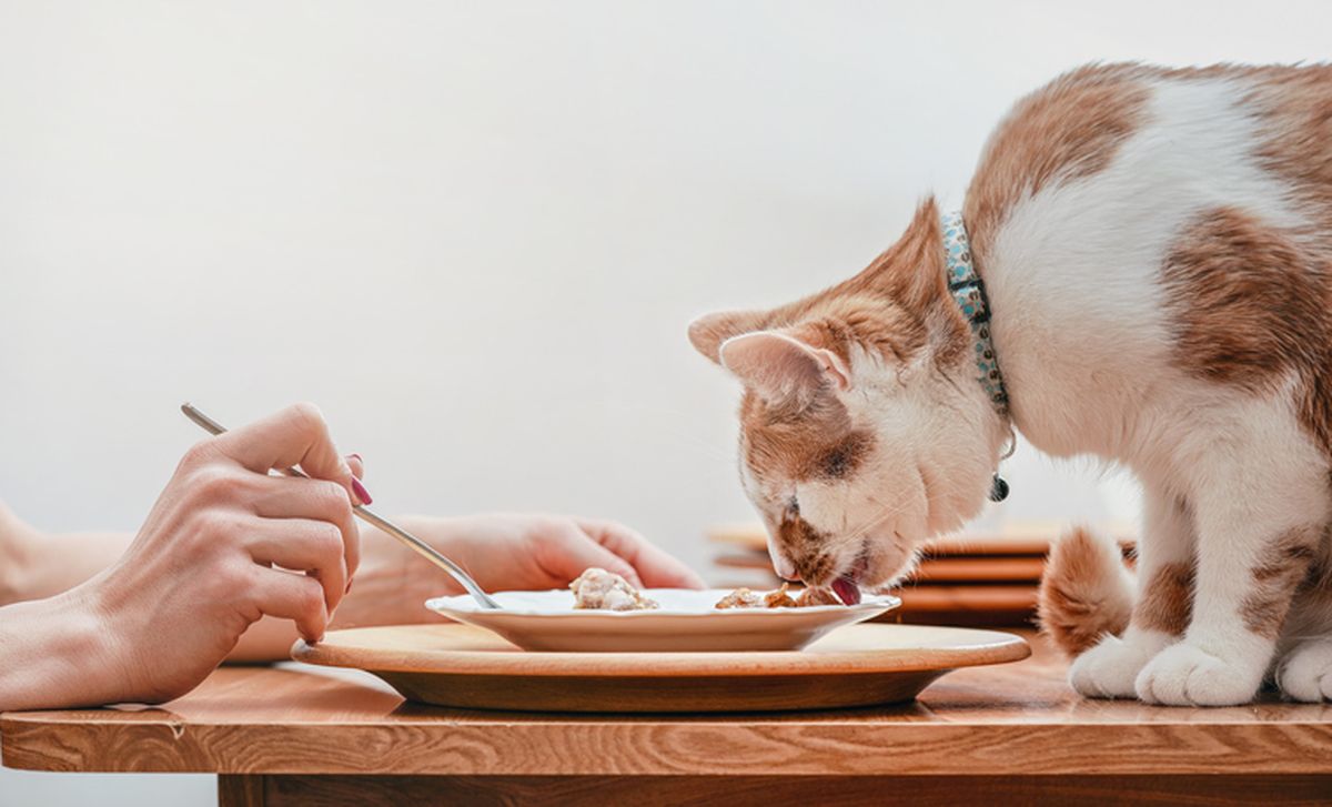 Resep Makanan Kucing Biar Gemuk Alami: Panduan Lengkap