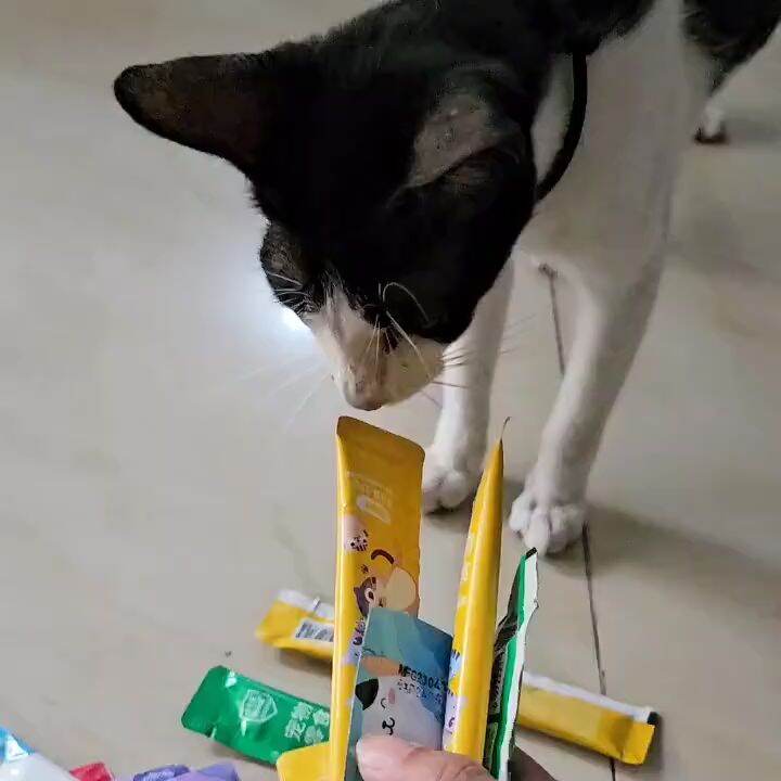 Memberi Makanan Kucing Dewasa pada Anak Kucing: Apakah Aman dan Bagaimana Caranya?