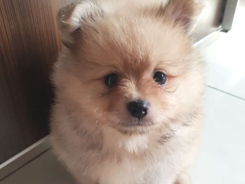 Makanan Anjing Mini Pom: Panduan Lengkap untuk Kesehatan Optimal