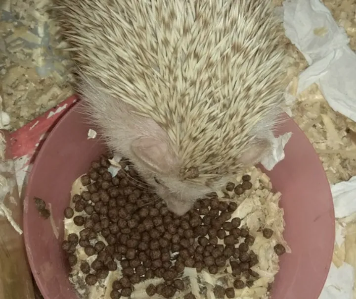 Makanan Terbaik untuk Anjing Mini Pom: Panduan Lengkap