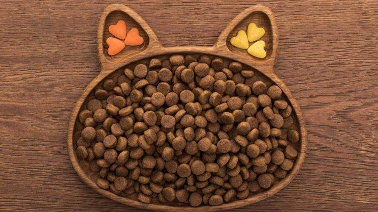 Makanan Kucing Anggora: Harga dan Nutrisi Penting