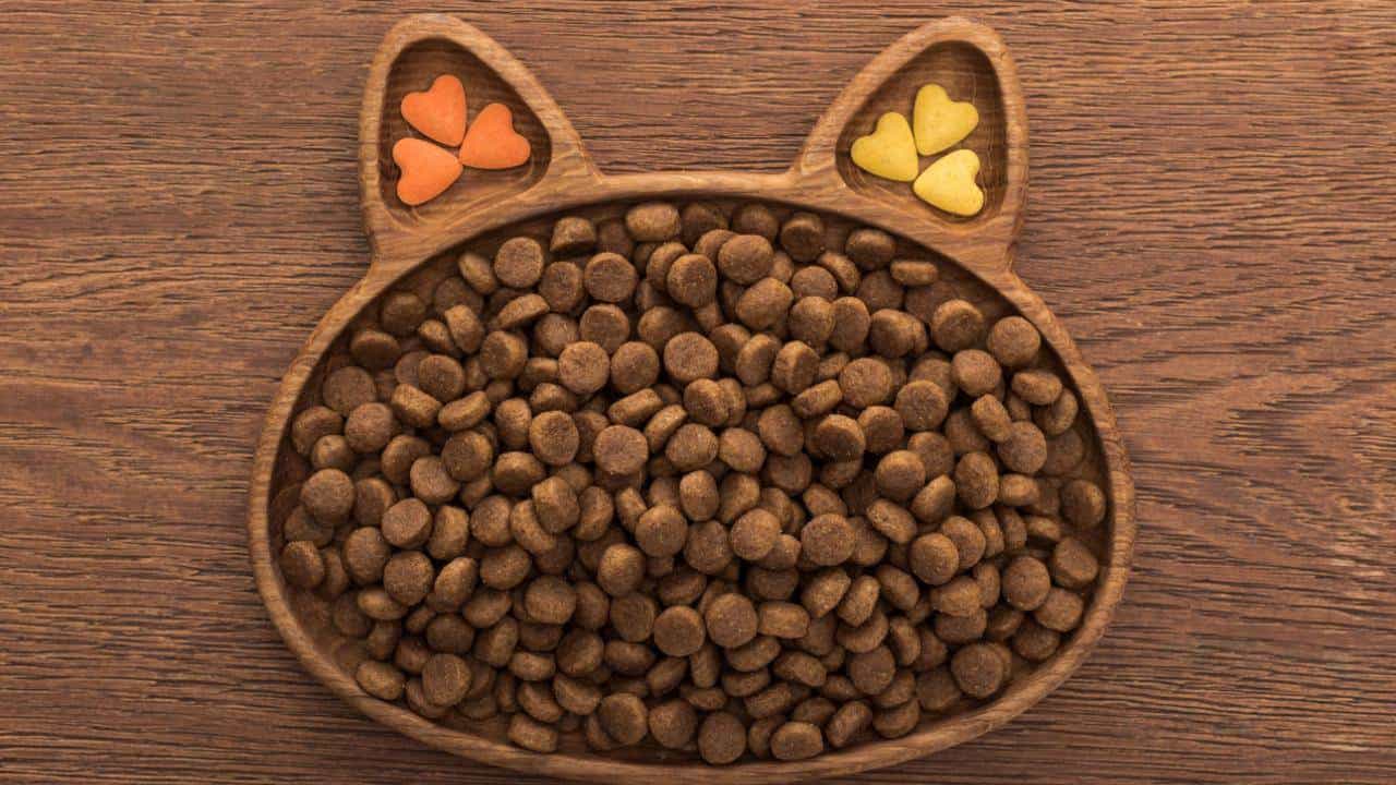 Makanan Kucing Anti Diare Alami: Solusi Efektif untuk Kesehatan Pencernaan Kucing Kesayangan