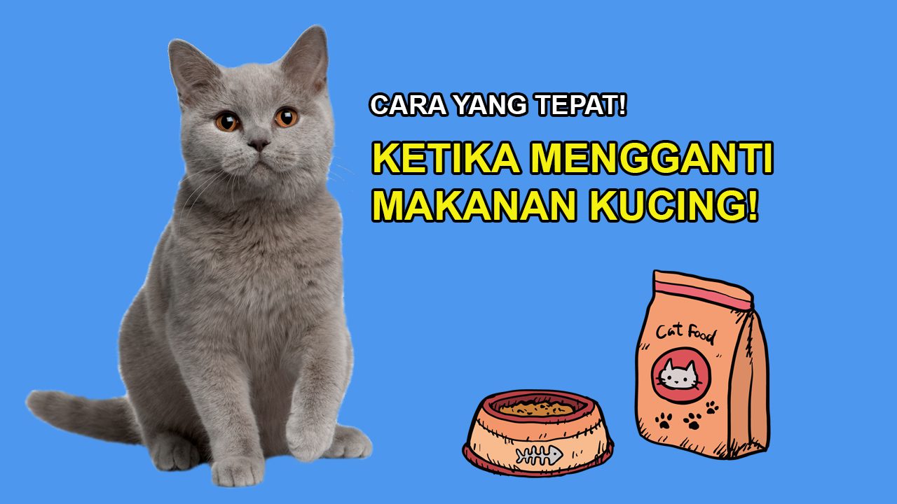 Mengganti Makanan Kucing Tanpa Masalah Pencernaan: Panduan Lengkap