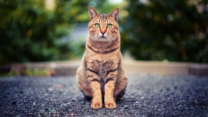 Mengatasi Mencret pada Kucing Secara Alami: Panduan Komprehensif