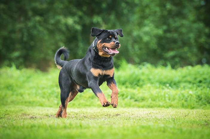 Memilih Makanan Terbaik untuk Anjing Poodle Anda: Panduan Lengkap
