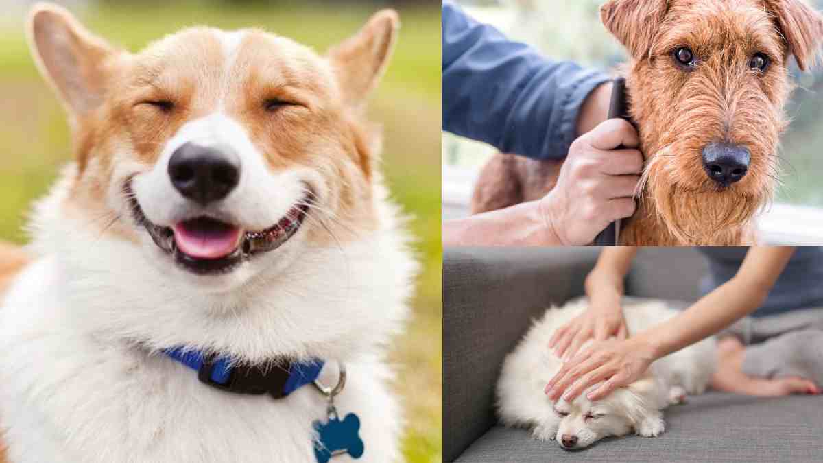 Mengatasi Bulu Anjing Rontok Secara Alami dan Merata