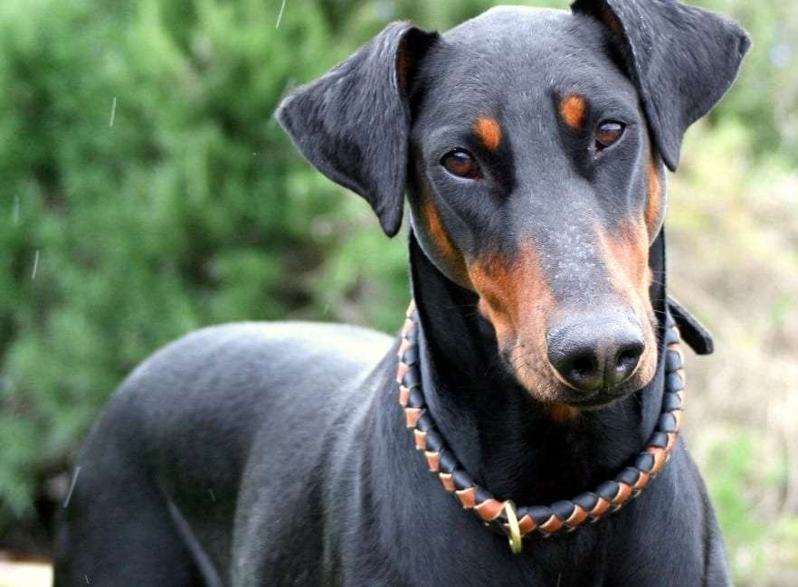 Memahami Kebutuhan Nutrisi Anjing Doberman: Panduan Makanan Alami