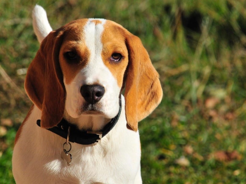 Panduan Lengkap Memilih Makanan Anjing Beagle yang Tepat