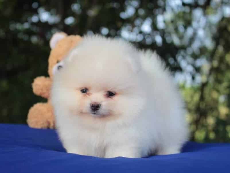 Memilih Makanan Terbaik untuk Anjing Mini Pom Kesayangan Anda