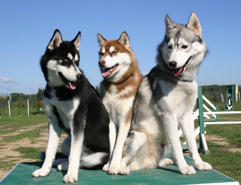 Panduan Lengkap Memilih Jenis Makanan Anjing Siberian Husky Terbaik