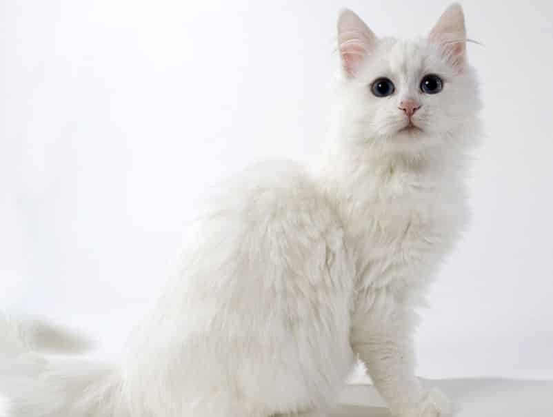 Memahami Nutrisi Ideal untuk Kucing Anggora: Fokus pada Makanan Alami