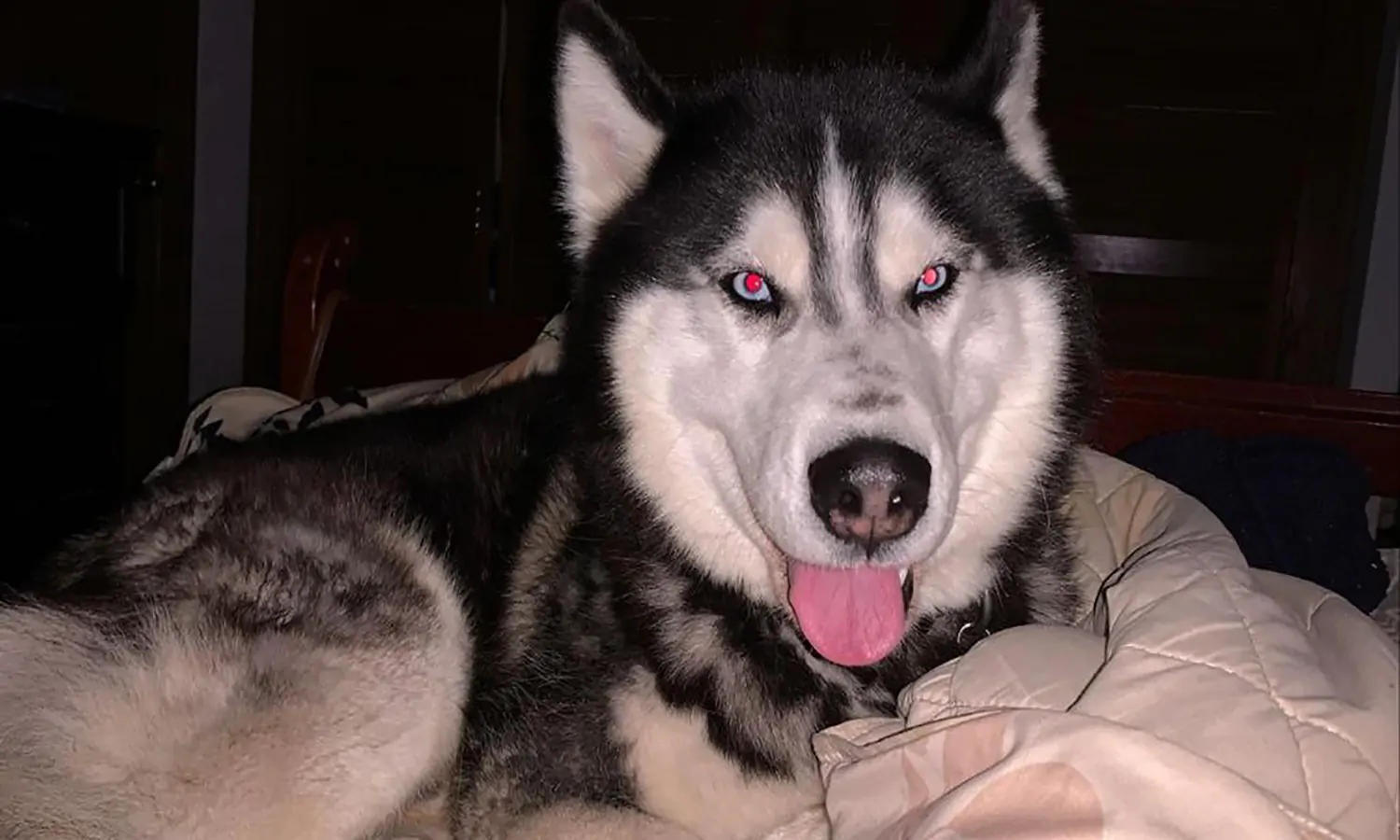 Merawat Anjing Husky Umur 3 Bulan Secara Alami: Panduan Lengkap