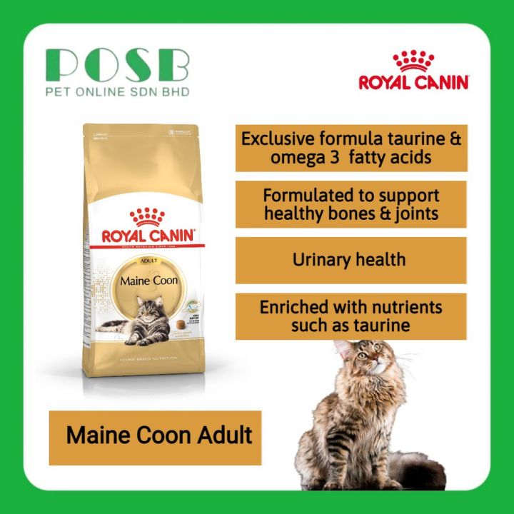 Panduan Lengkap Memilih Makanan Kucing Maine Coon Terbaik