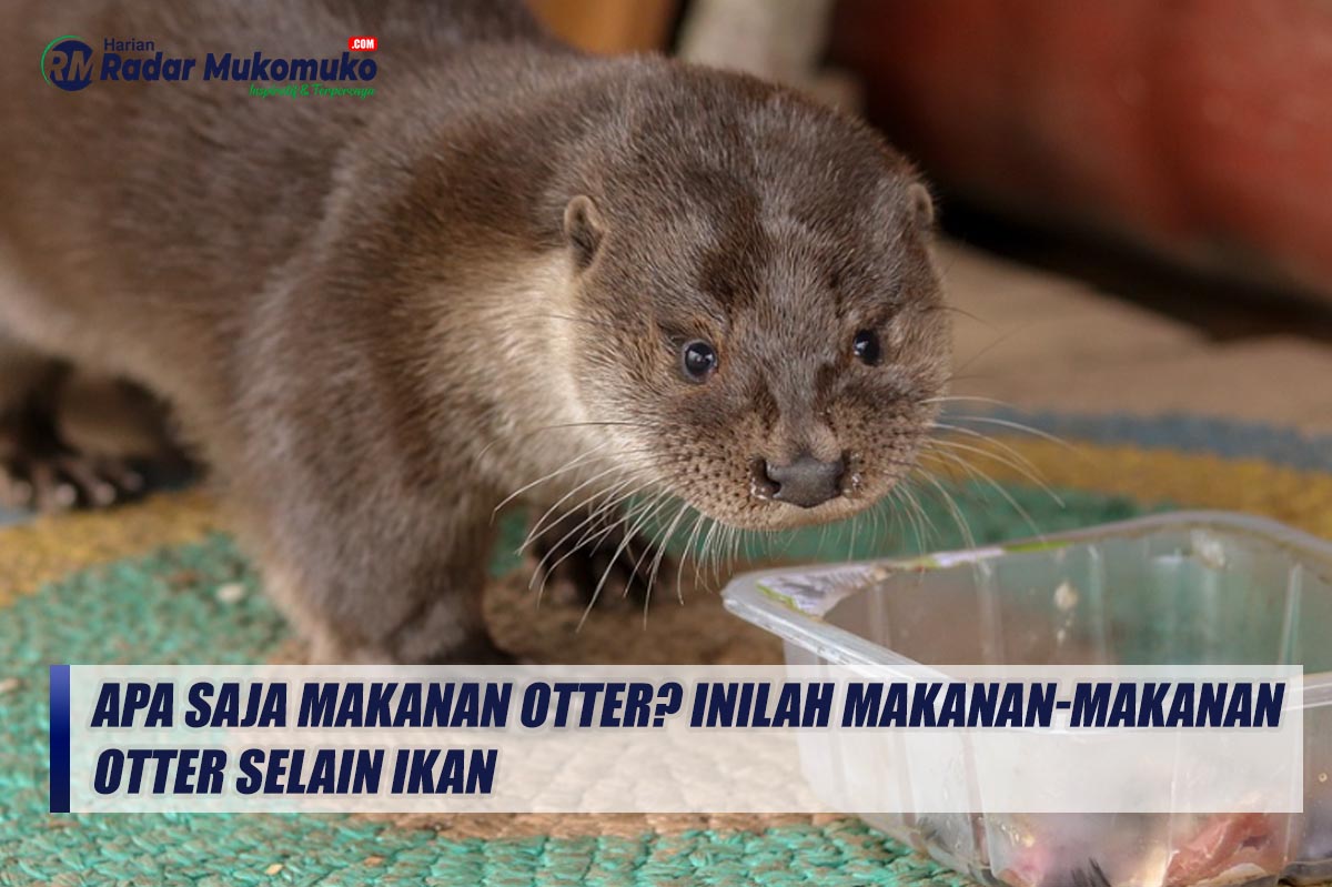 Alternatif Sehat: Makanan Kucing Selain Ikan