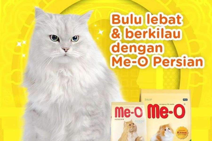 Makanan Kucing Persia: Strategi Mengurangi Kerontokan Bulu Secara Alami