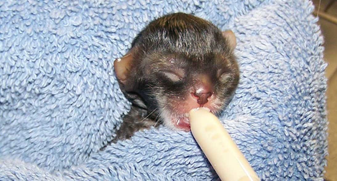 Makanan Bayi Kucing yang Baru Lahir: Panduan Alami dan Optimal