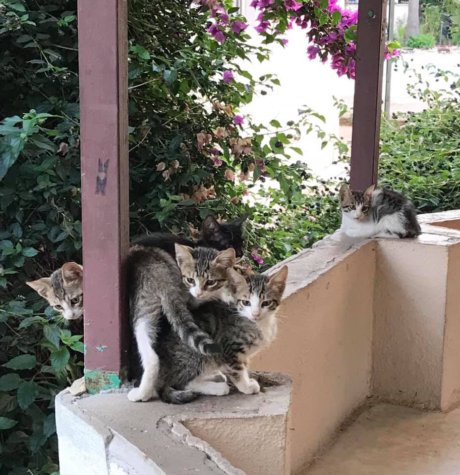 Makanan Alami untuk Kucing Menyusui: Panduan Lengkap